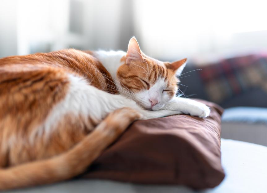 Why Do Cats Snore? Uncover the Common Causes and Health Clues